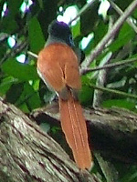 Paradise Flycatcher Female Paradise Flycatcher Female